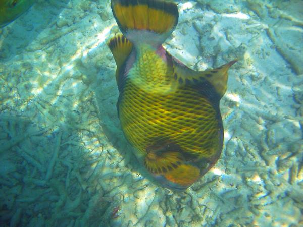 Yellow and green triggerfish swims over sandy seabed in turquoise water