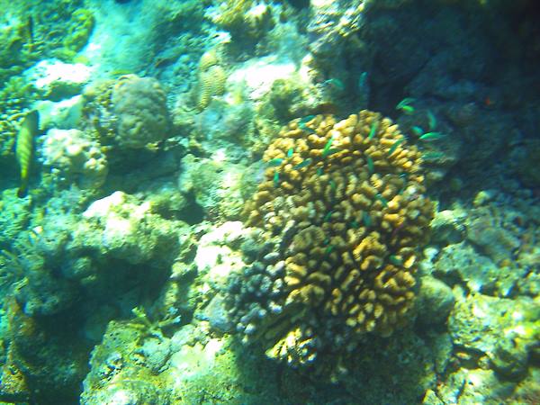 Yellow coral nestled among rocks under sunlight filtering through the water