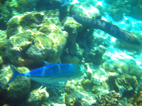 Blue fish swims near a moray eel among submerged coral rocks