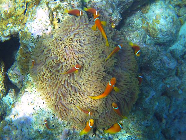 Orange clownfish swim among sea anemone tentacles on coral reef