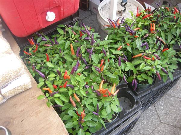 Pots of purple and red chili peppers for sale at market