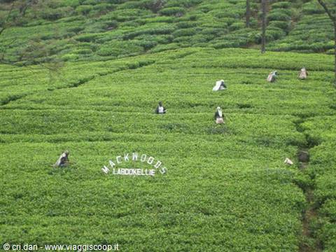 NUWARA ELIYA tea plantations