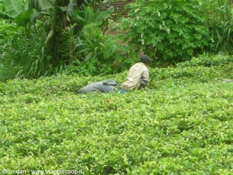 NUWARA ELIYA tea plantations
