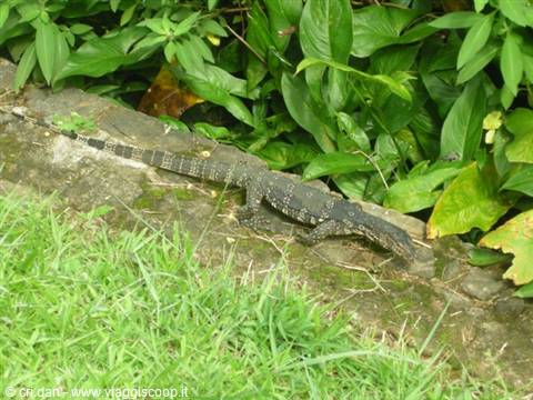 Kandy - royal botanical gardens