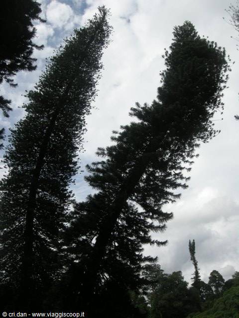 Kandy - royal botanical gardens