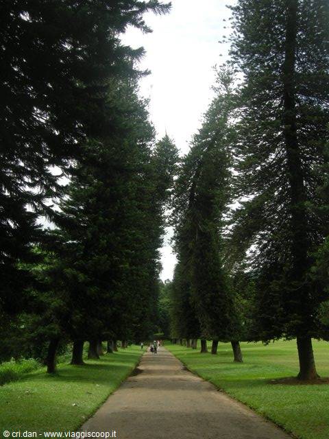 Kandy - royal botanical gardens
