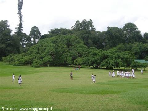 Kandy - royal botanical gardens