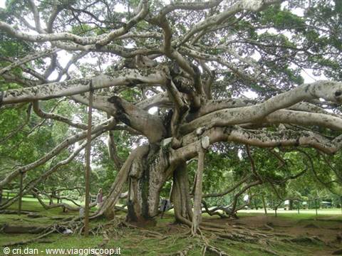 Kandy - royal botanical gardens