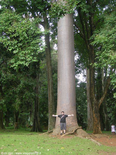 Kandy - royal botanical gardens