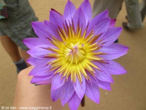 Purple lotus flower with yellow center held in hand on sandy path