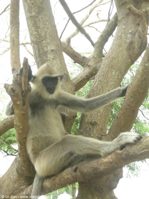 A gray langur monkey resting among the branches of a tree