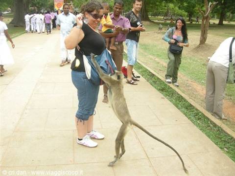 A monkey grabs a tourist's bag on a tree-lined walkway