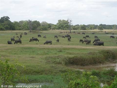 Herd of water buffaloes grazing on green marshland grass