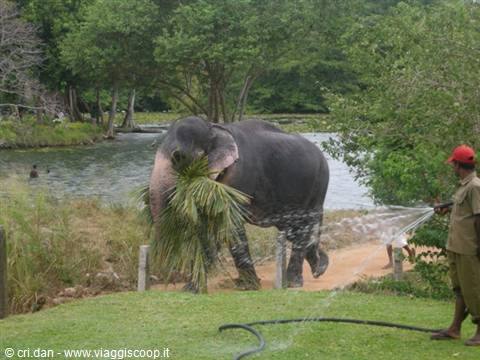 Elephant holding palm leaves being sprayed by keeper with hose on grass
