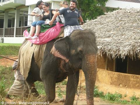 Tourists riding an elephant with pink blanket near thatched huts