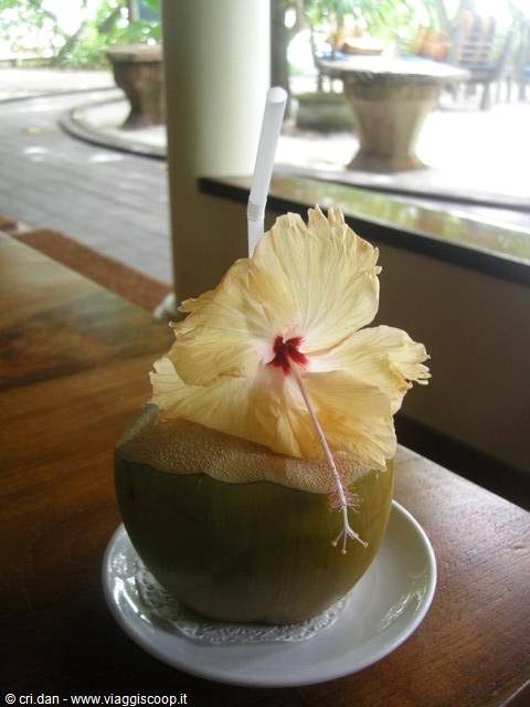 Green coconut with straw and yellow hibiscus flower on wooden table