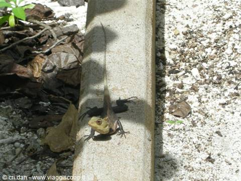 Long-tailed lizard on a concrete curb, sandy ground around