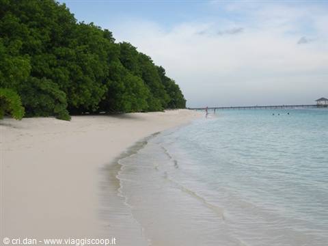 White sand beach with dense trees and a pier over turquoise water