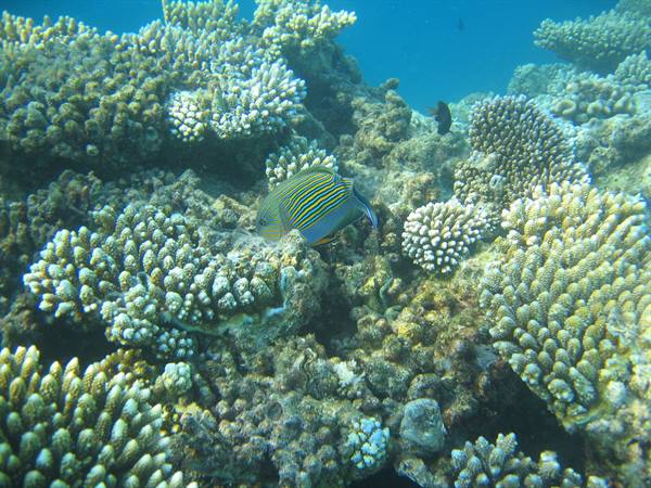 The reef