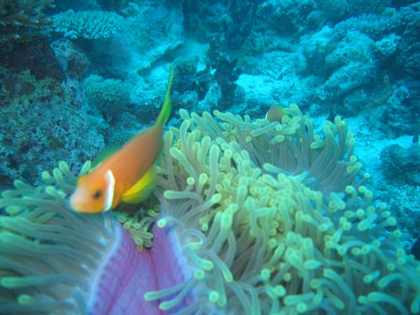 Little Nemo fish at home