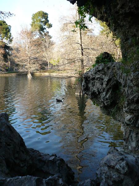 Duck swimming on the pond between rocks and bare trees, Retiro Park