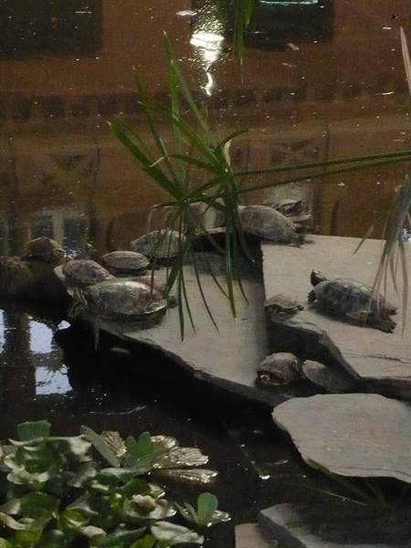 Turtles basking on flat stones in a pond among aquatic plants