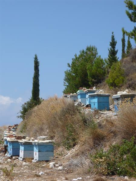 Blue wooden beehives lined up on a dry hillside among pines