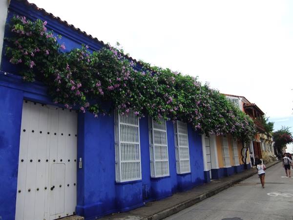 Colonial street in Cartagena: blue wall with blooming bougainvillea, white window grilles, pedestrians