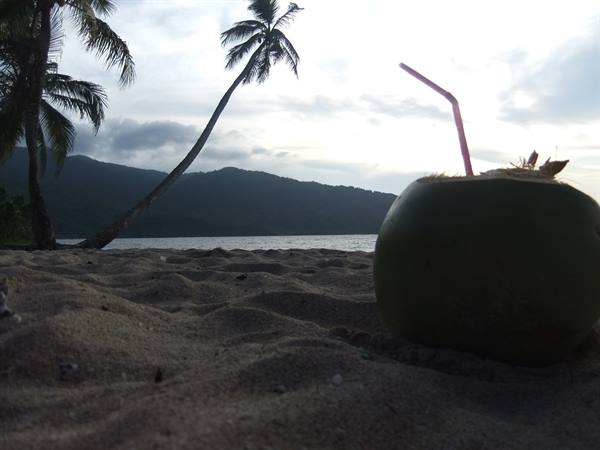 Coconut with straw on sand, palm trees and sea behind