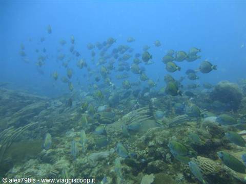 School of surgeonfish grazing over the underwater coral reef