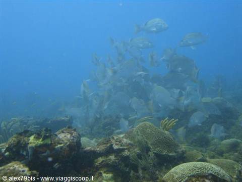 School of gray fish swimming above corals and sponges on the seabed