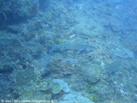 Barracuda swimming among corals on blue underwater seabed