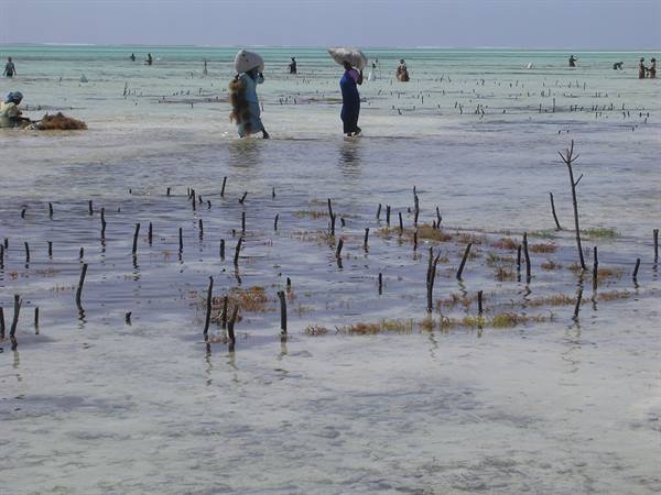 seaweed harvesting in Jambiani