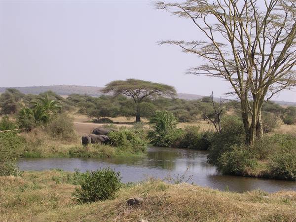 Serengeti