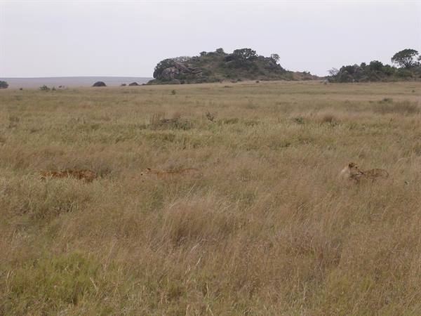 Serengeti