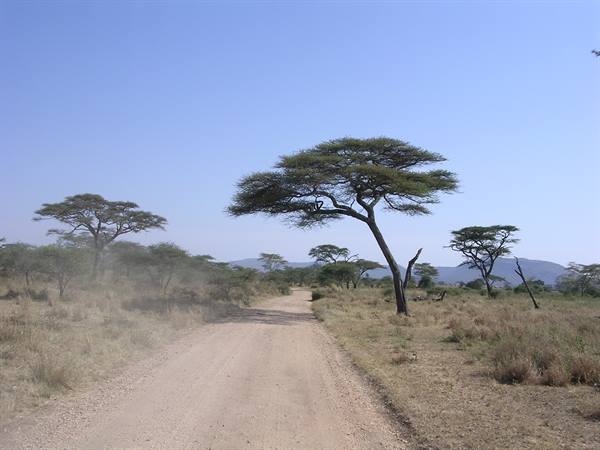 Serengeti