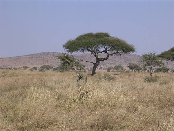 lion resting in the tree