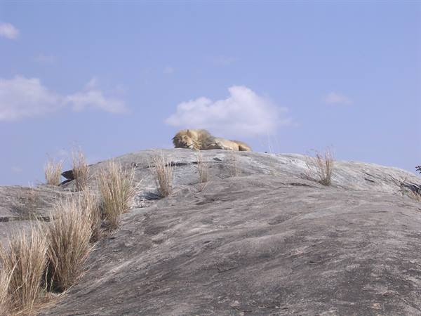 Serengeti