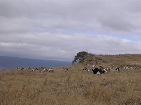 Ngorongoro