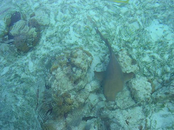 sharks in Caye Caulker