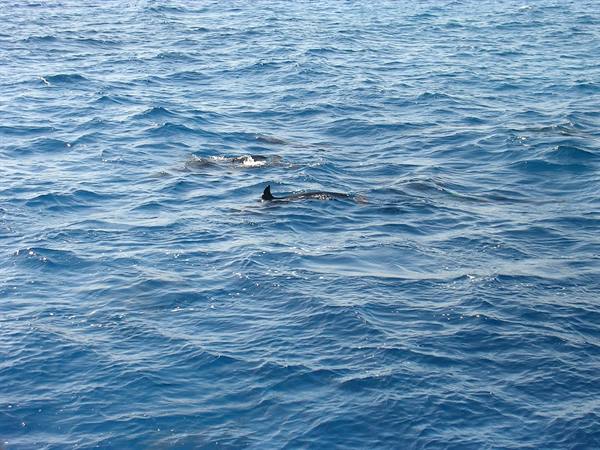 dolphins