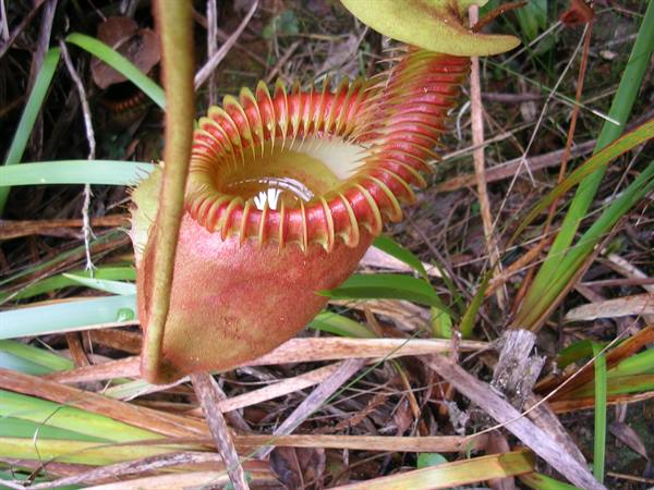 the largest carnivorous plant in the world