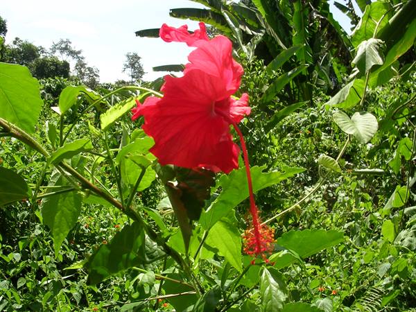 Poring Hot Springs: orchid