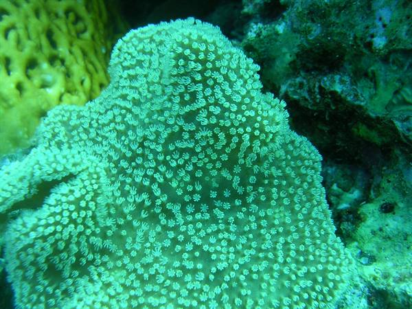 Green soft coral with open polyps, diving among rocks and yellow sponges