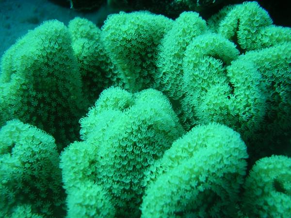 Green soft coral with open polyps under filtered natural underwater light