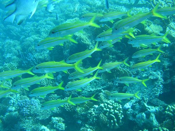 School of yellow-green goatfish swimming over corals in blue water