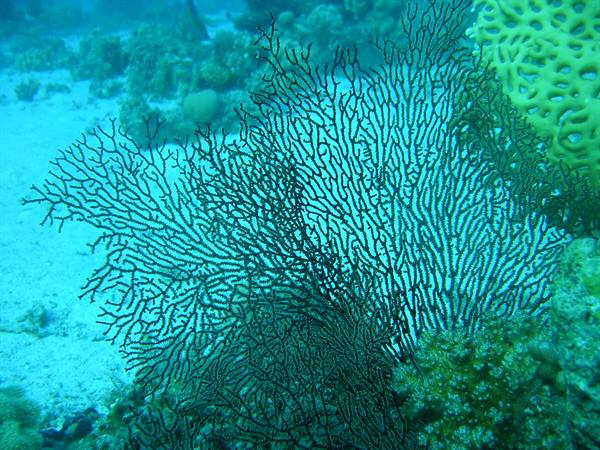 Black branching sea fan over sandy seabed, blue light filtering through water