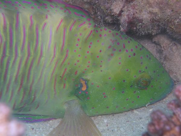 Green parrotfish with red dots resting on sand near coral reef