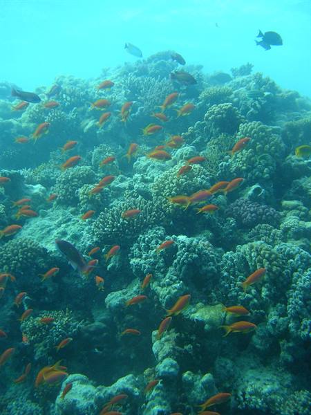 Orange fish swim above coral in turquoise water
