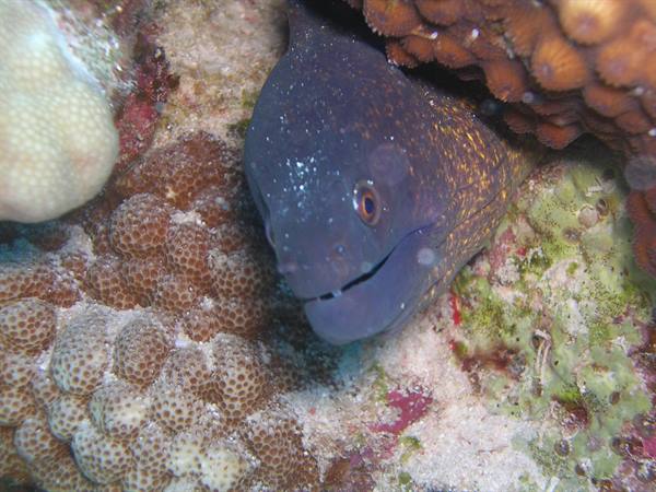 Yellow-edged moray eel hiding among corals, mouth open, natural underwater light